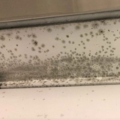 Do you have a mold problem?